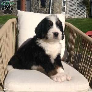 Goliath, Bernedoodle Puppy